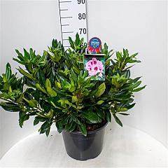 Rhododendron Kabarett