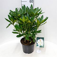 Rhododendron 'Madame Masson'