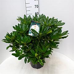 Rhododendron 'Madame Masson'