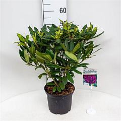 Rhododendron 'Marcel Menard'
