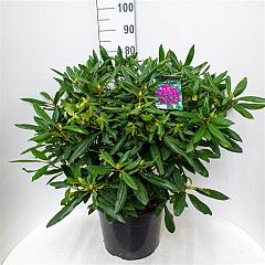 Rhododendron 'Marcel Menard'