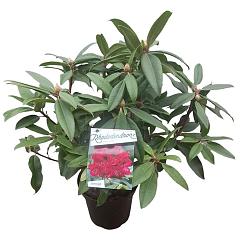 Rhododendron 'Marie Forte'