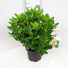 Rhododendron 'Nancy Evans'