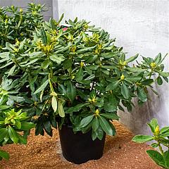 Rhododendron 'Nova Zembla'