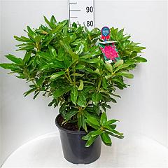 Rhododendron 'Old Port'