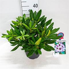 Rhododendron 'Pinquin'