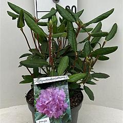 Rhododendron 'Roseum Elegans'
