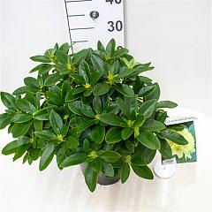 Rhododendron 'Saffrano'