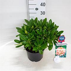 Rhododendron 'Sun Glory'®