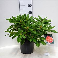 Rhododendron 'Virginia Richards'