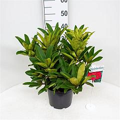 Rhododendron 'Wilgen's Ruby'
