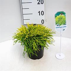 Chamaecyparis p. 'Sungold'