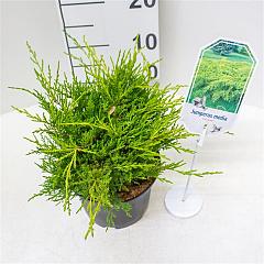 Juniperus pf. 'Old Gold'