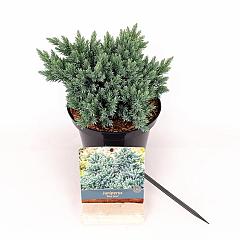 Juniperus squamata 'Blue Star'