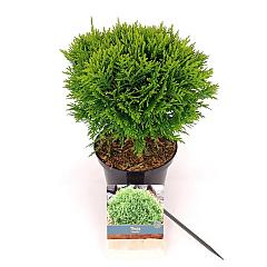 Thuja occ. 'Danica'