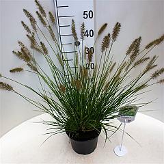 Pennisetum al. 'Hameln'