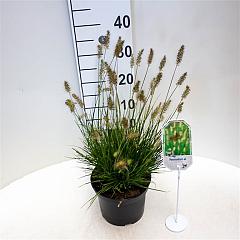 Pennisetum al. 'Little Bunny'