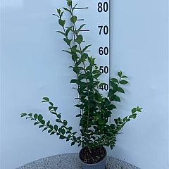 Ligustrum ovalifolium