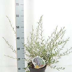 Buddleja alternifolia