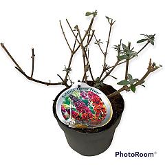 Buddleja d. 'Flower Power'