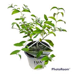 Buddleja d. 'White Chip' ®