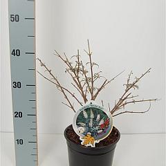 Buddleja 'White Ball'