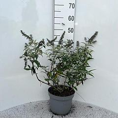 Buddleja 'White Ball'