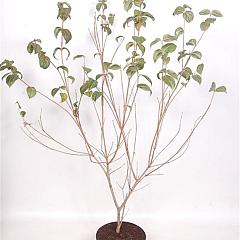 Cornus kousa 'Satomi'