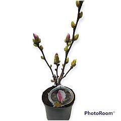 Magnolia 'Fragrant Cloud'