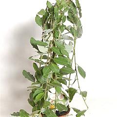 Salix caprea 'Kilmarnock'