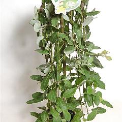 Salix caprea 'Kilmarnock'