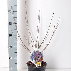 Syringa meyeri 'Palibin'