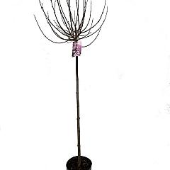 Syringa meyeri 'Palibin'