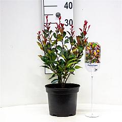 Photinia fraseri 'Red Robin'