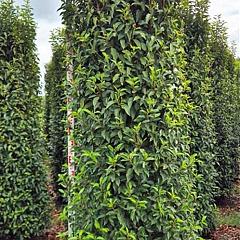 Prunus lusitanica 'Angustifolia'