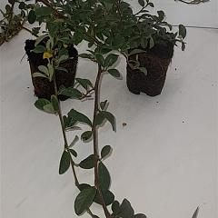 Cotoneaster dam. 'Major'