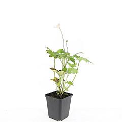 Anemone hyb. 'Honorine Jobert'