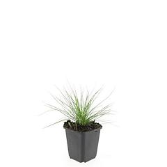 Festuca glauca 'Elijah Blue'
