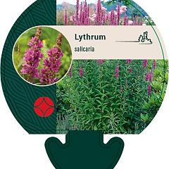 Lythrum salicaria