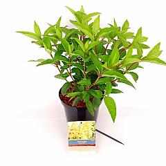 Hydrangea pan. 'Candlelight'