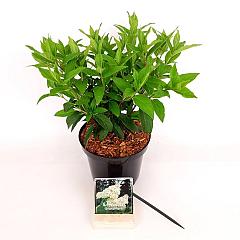 Hydrangea pan. 'Grandiflora'