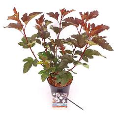 Physocarpus opulif. 'Diabolo'