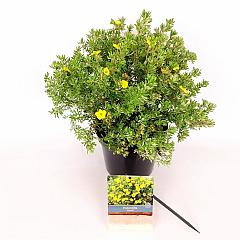 Potentilla f. 'Kobold'