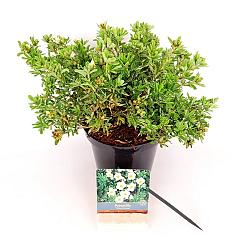 Potentilla f. 'Tilford Cream'