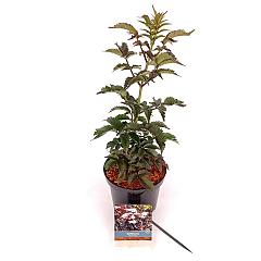 Sambucus nigra 'Black Tower'