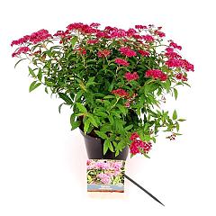 Spiraea japonica 'Anthony Waterer'