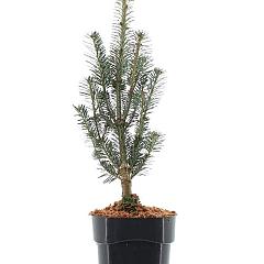 Abies koreana 'Fastigiata'