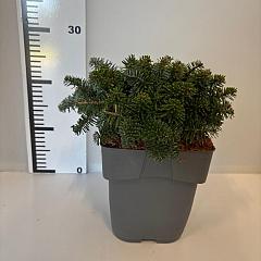 Abies koreana 'Brilliant