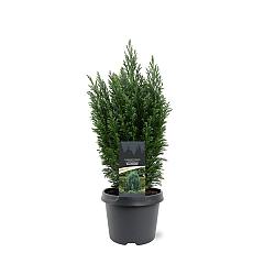 Chamaecyparis l. 'Ellwoodii'