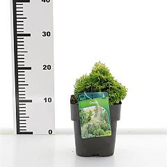 Chamaecyparis o. 'Butterball'